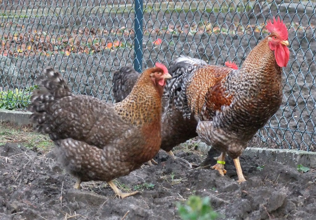 FREY'S READY TO LAY RHODEBAR PULLETS