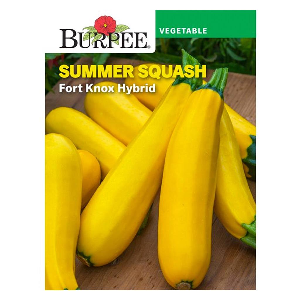 BURPEE SUMMER SQUASH - FORT KNOX HYBRID