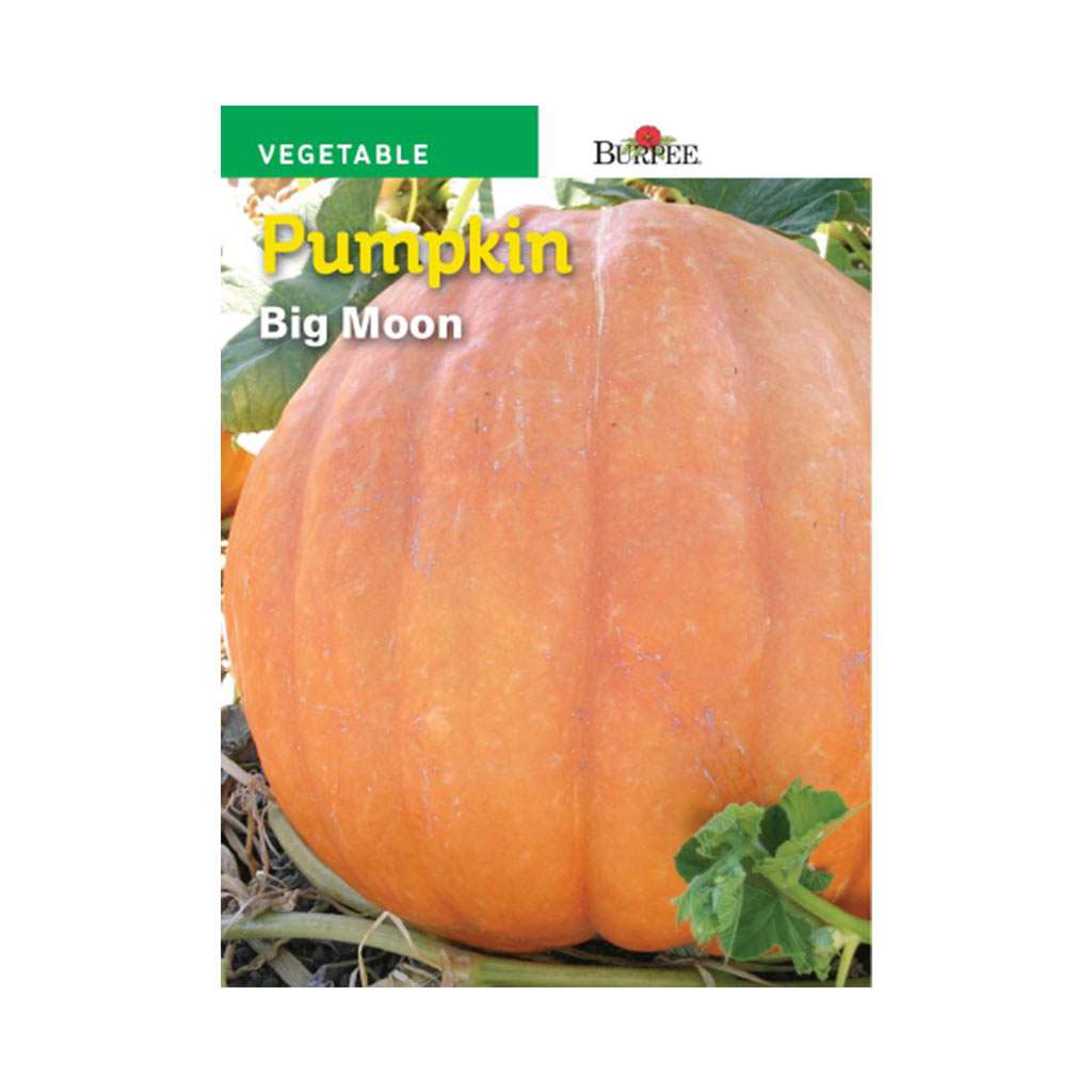 BURPEE PUMPKIN - BIG MOON