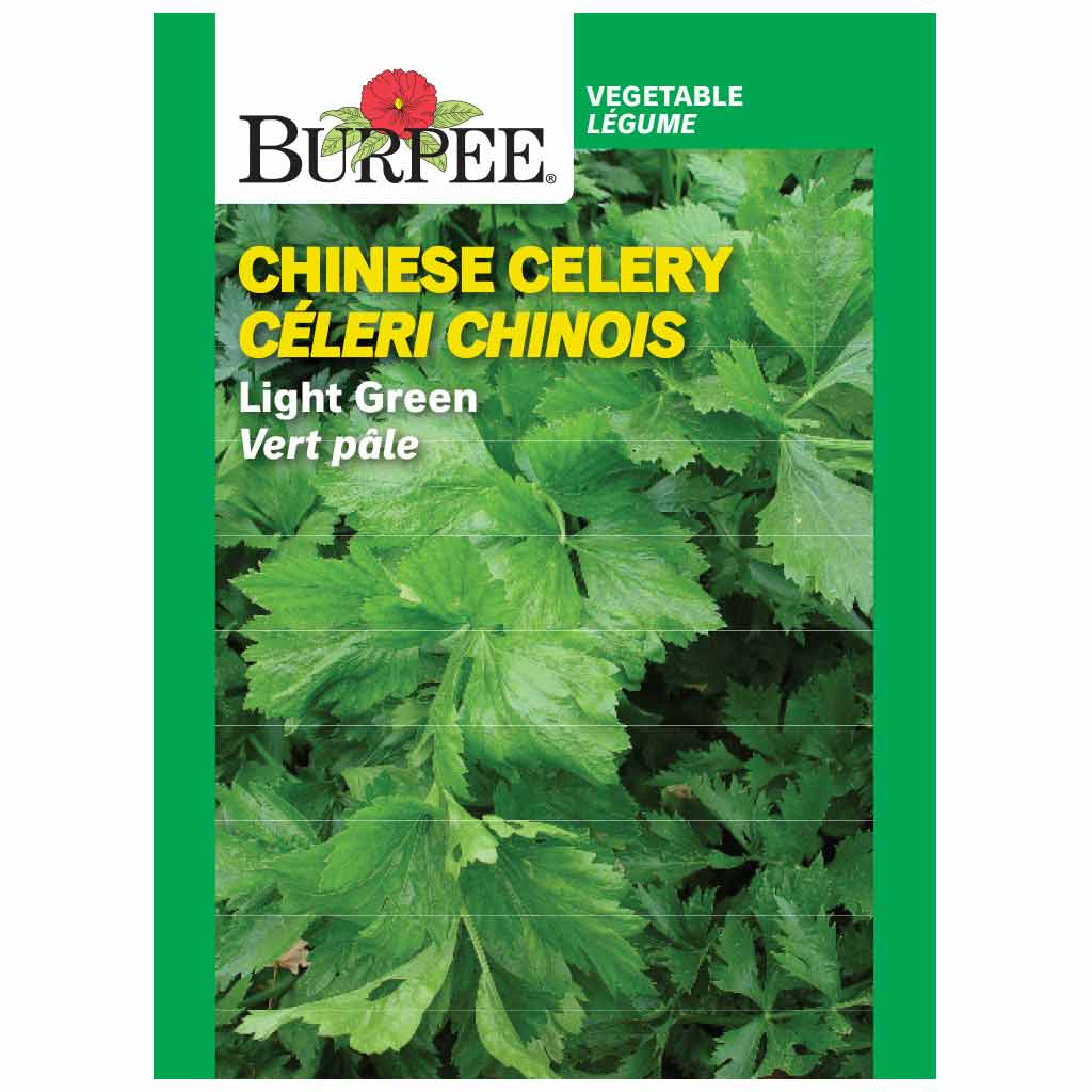 BURPEE CHINESE CELERY