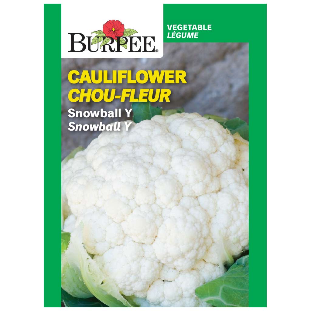 BURPEE CAULIFLOWER- SNOWBALL Y