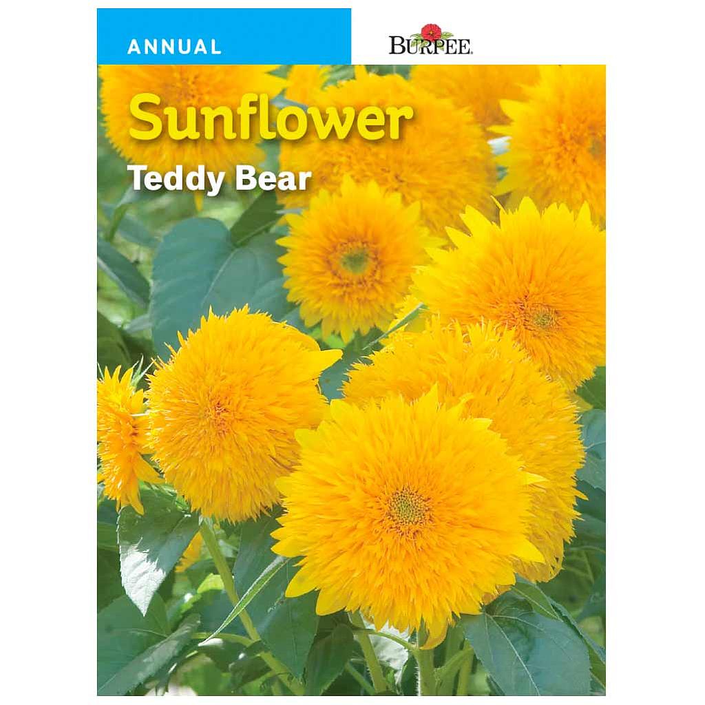 BURPEE SUNFLOWER - TEDDY BEAR