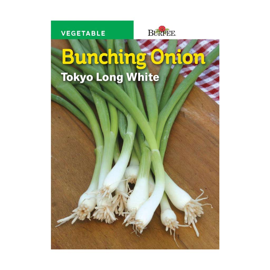 BURPEE BUNCHING ONION - TOKYO LONG WHITE