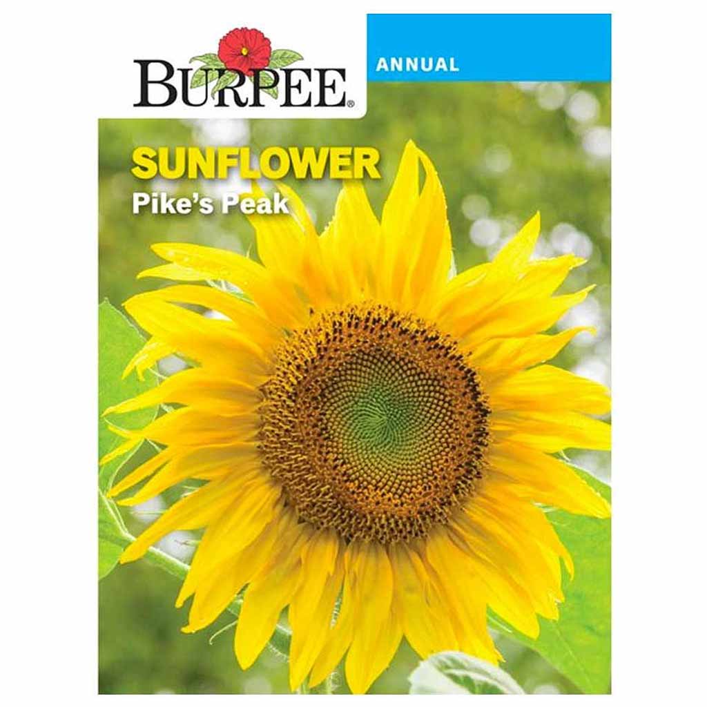 BURPEE SUNFLOWER - PIKE'S PEAK