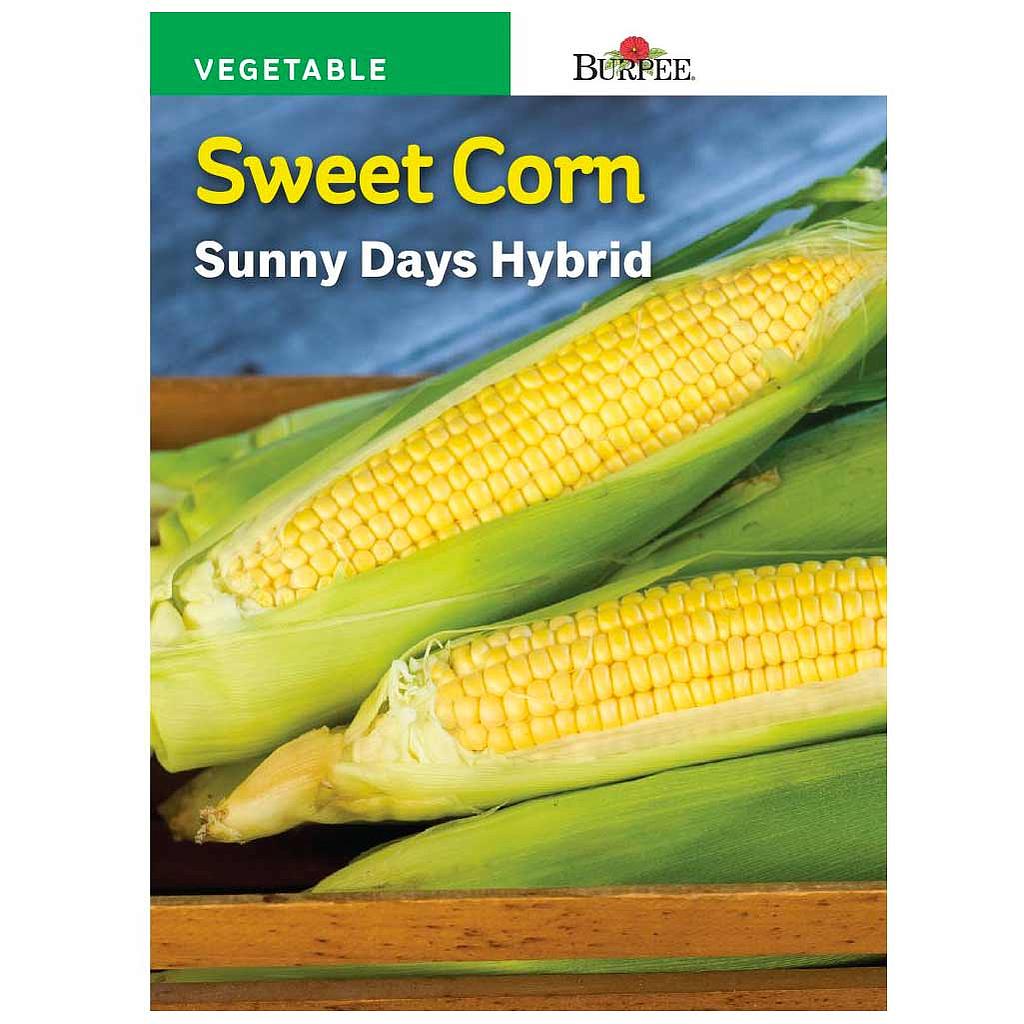 BURPEE SWEET CORN - SUNNY DAYS HYBRID