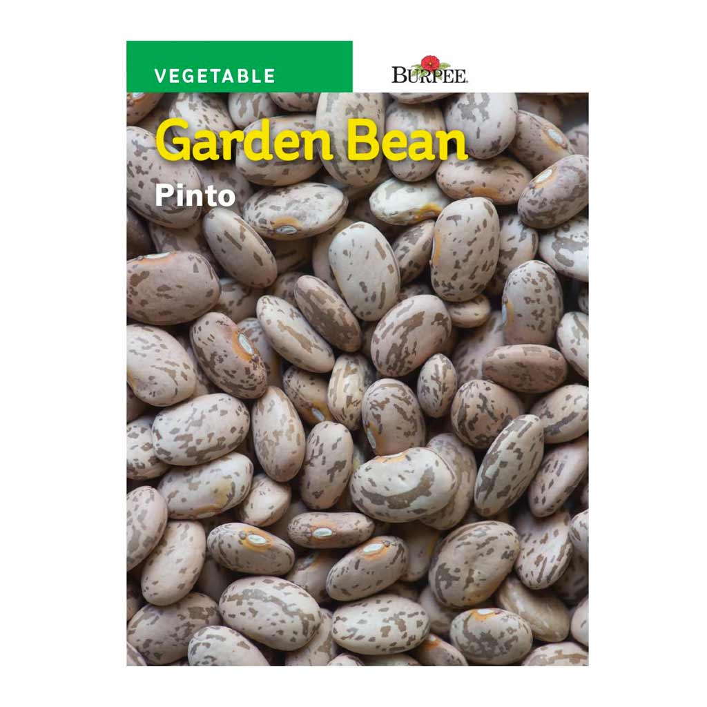 BURPEE GARDEN BEAN - PINTO