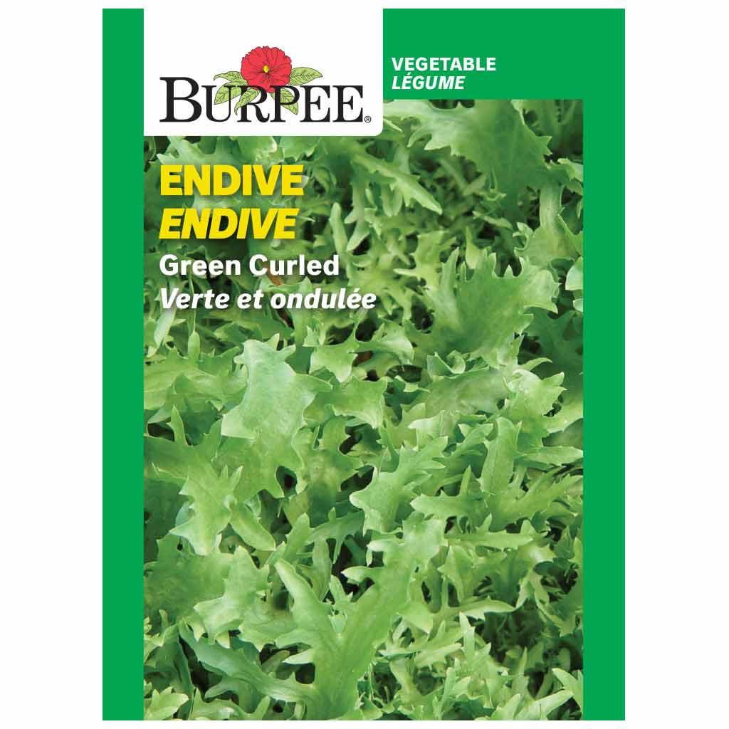 BURPEE ENDIVE 