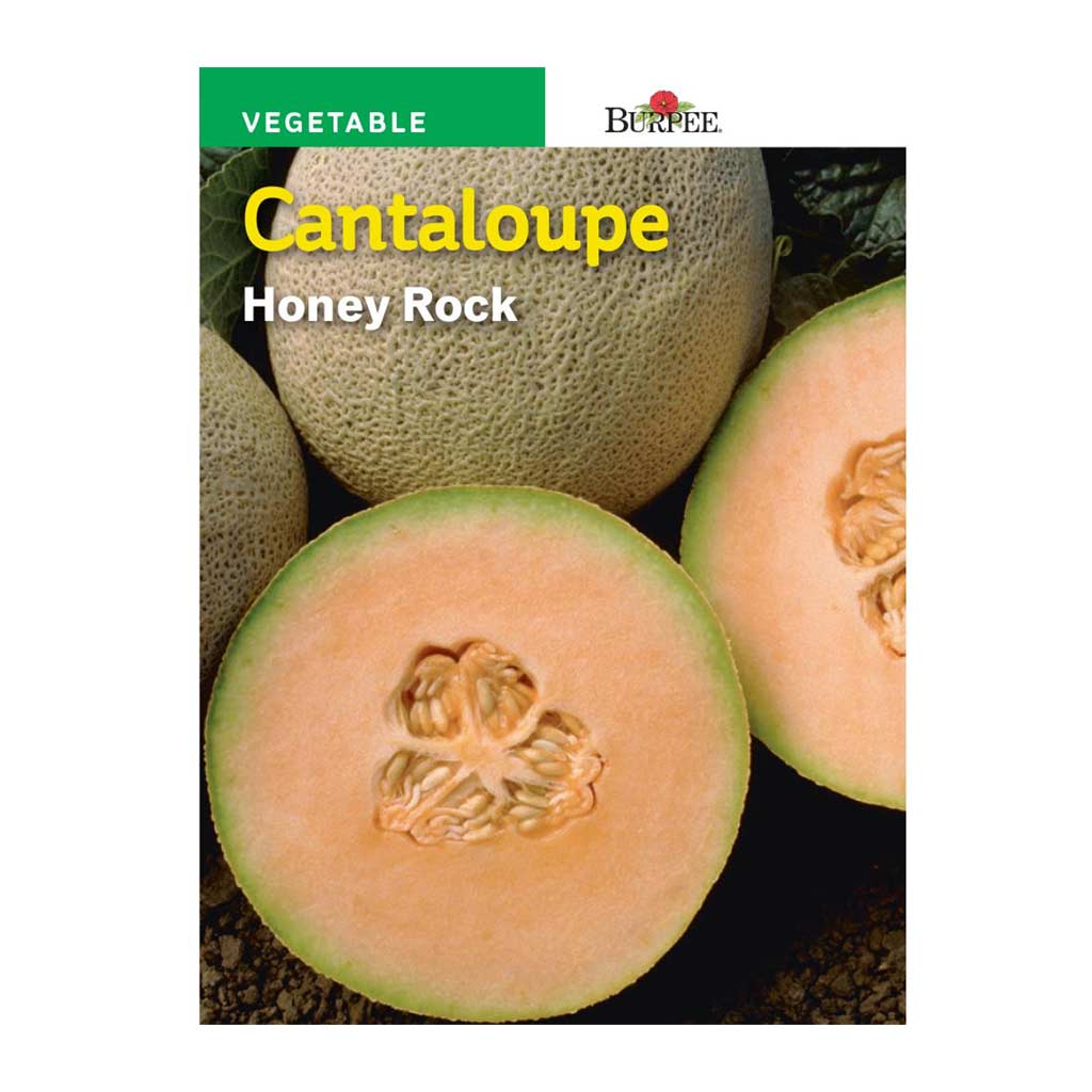 BURPEE CANTALOUPE- HONEY ROCK