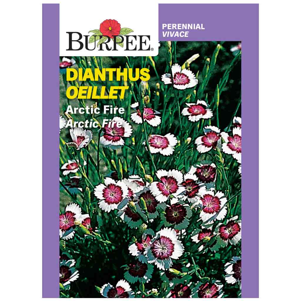 BURPEE DIANTHUS