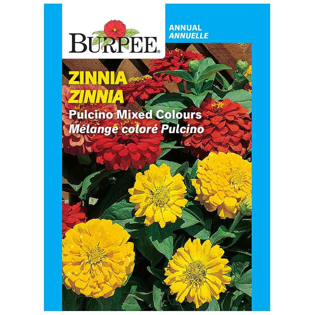 BURPEE ZINNIA - PULCINO MIXED COLOURS