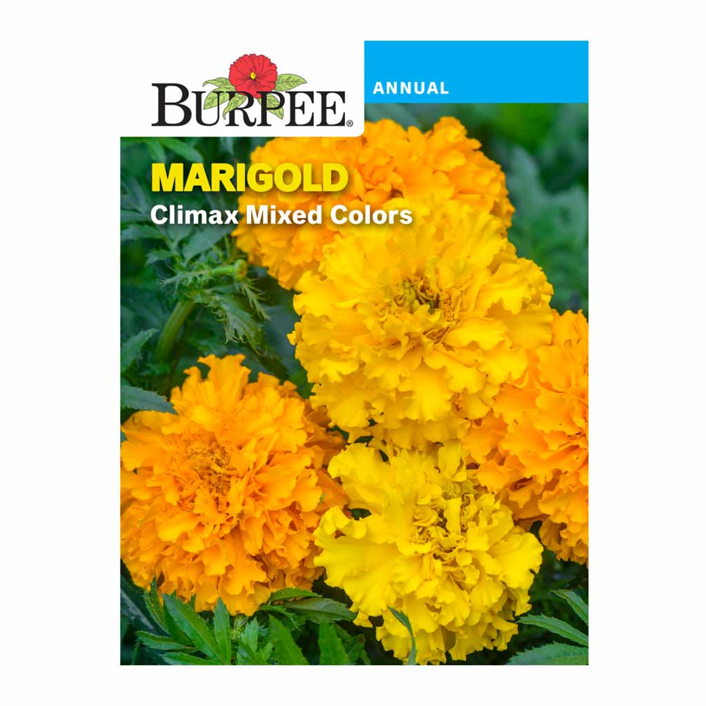 BURPEE MARIGOLD - CLIMAX MIXED COLOURS