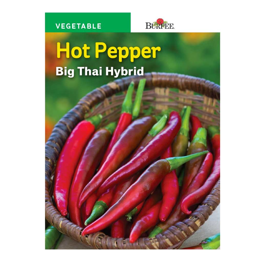 BURPEE HOT PEPPER - BIG THAI HYBRID