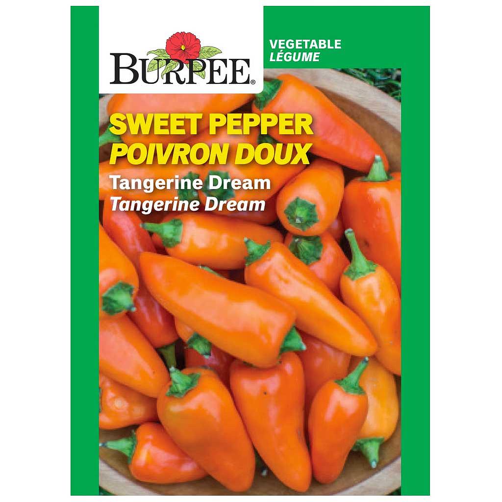 BURPEE SWEET PEPPER - TANGERINE DREAM