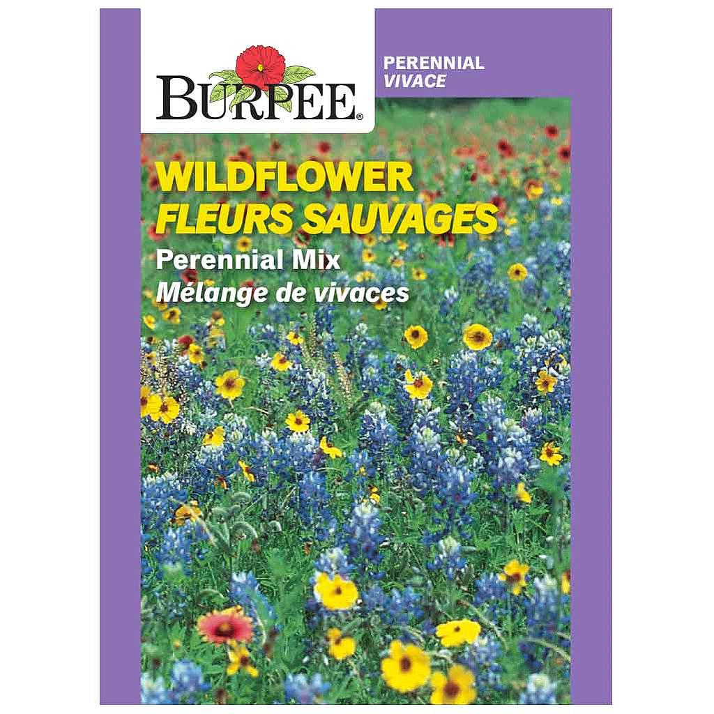 BURPEE WILDFLOWER - PERENNIAL