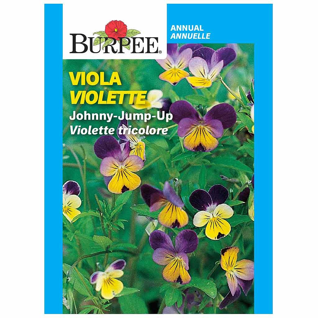 BURPEE VIOLA - JOHNNY JUMP UP