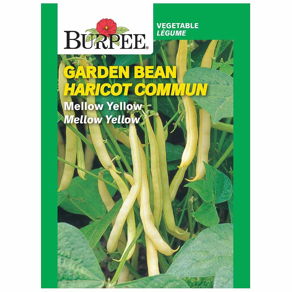 BURPEE GARDEN BEAN - MELLOW YELLOW