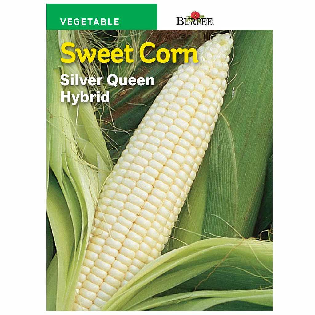 BURPEE SWEET CORN VALUE PACK - SILVER QUEEN HYBRID