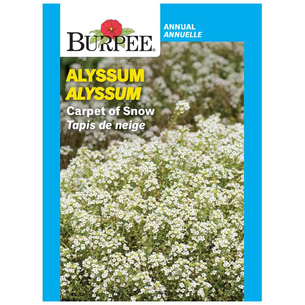 BURPEE ALYSSUM - CARPET OF SNOW