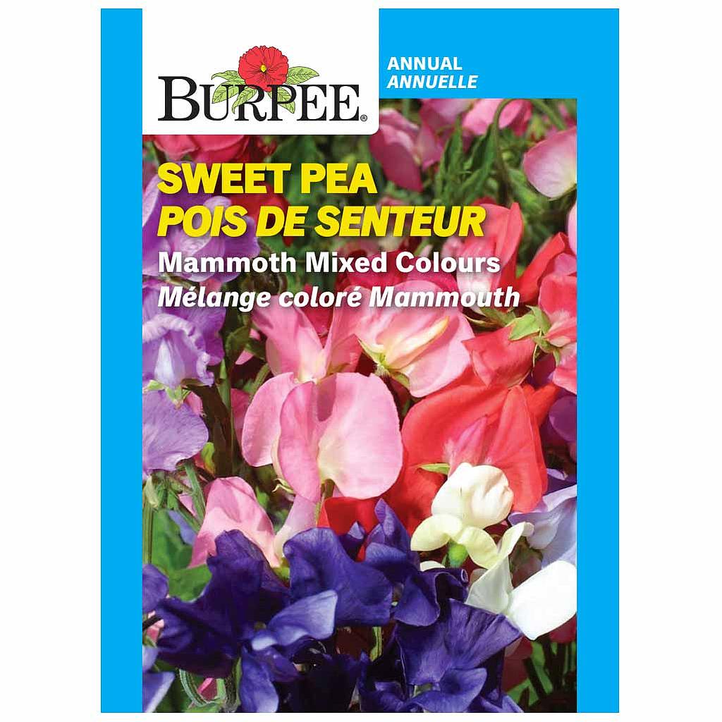 BURPEE SWEET PEA - MAMMOTH MIXED COLOURS