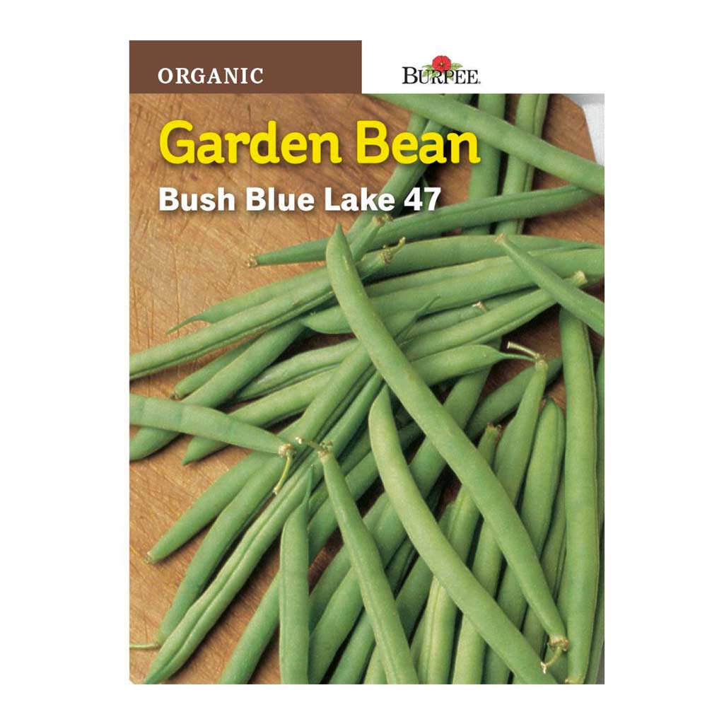 BURPEE GARDEN BEAN - BUSH BLUE LAKE 47