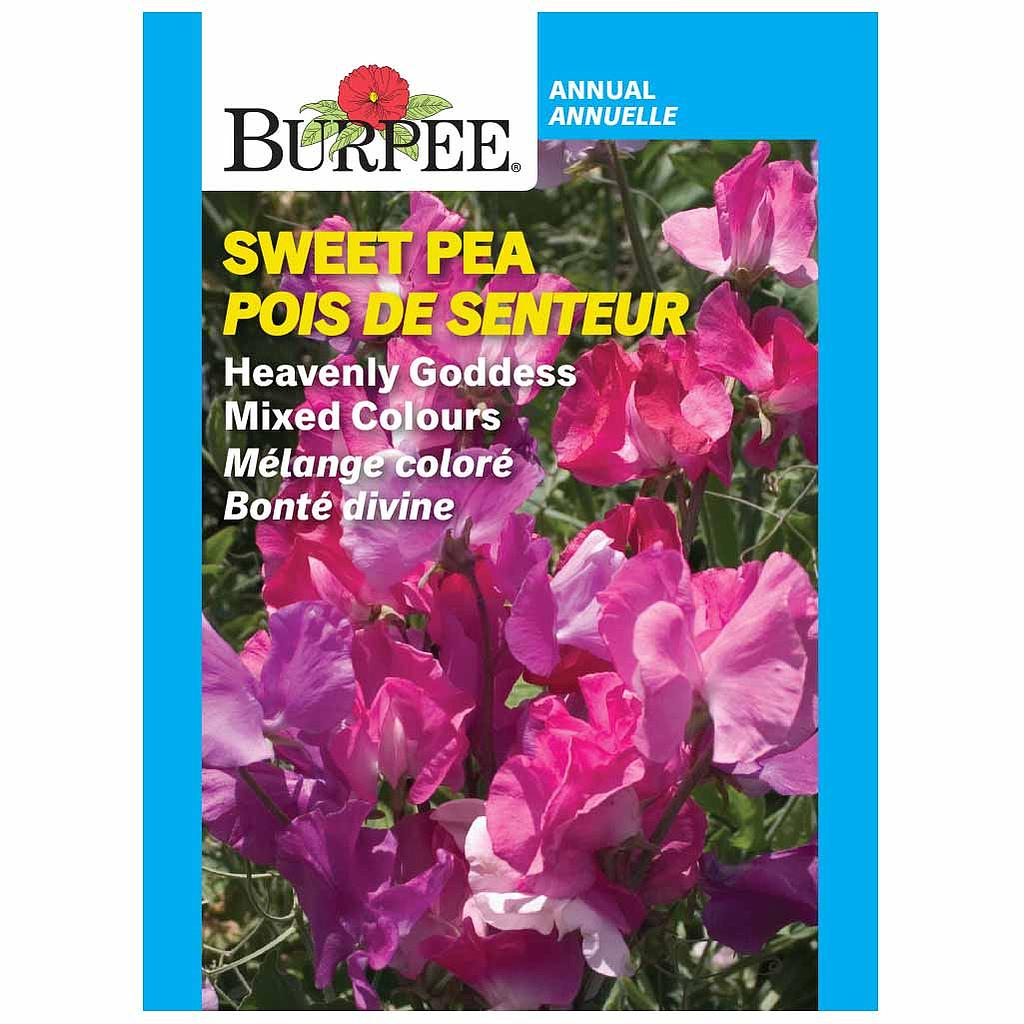 BURPEE SWEET PEA - HEAVENLY GODDESS MIXED COLOURS