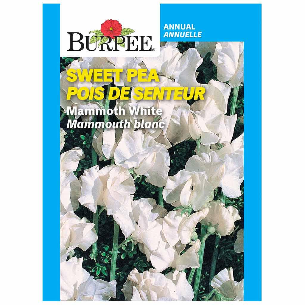 BURPEE SWEET PEA - MAMMOTH WHITE