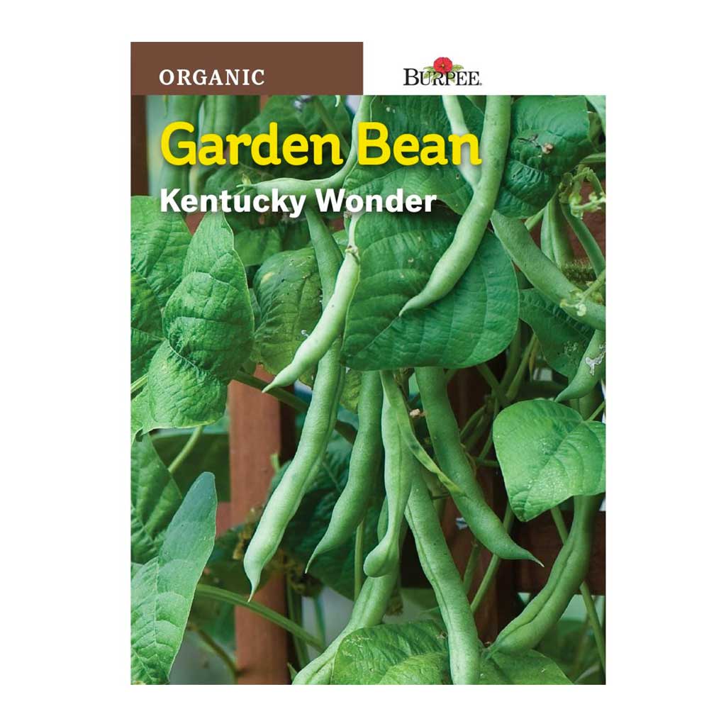 BURPEE GARDEN BEAN - KENTUCKY WONDER