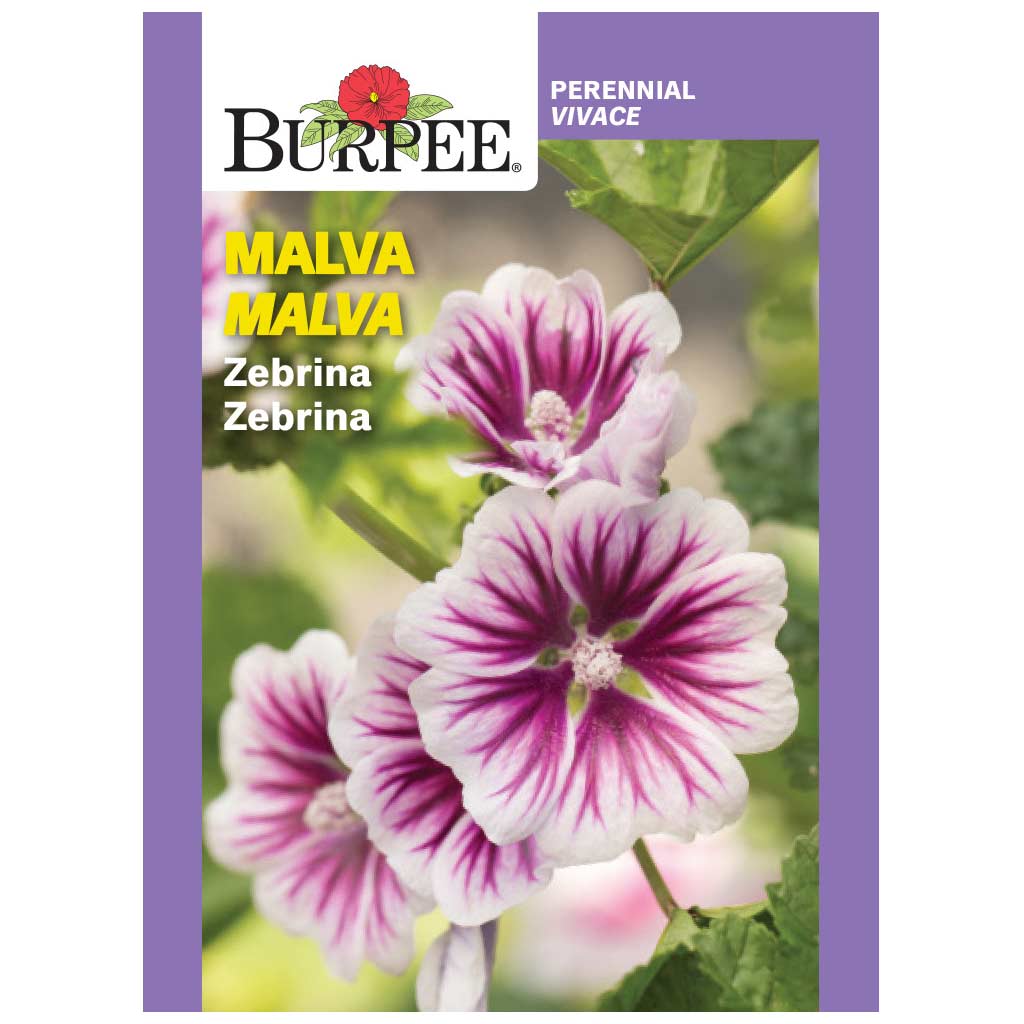 BURPEE MALVA