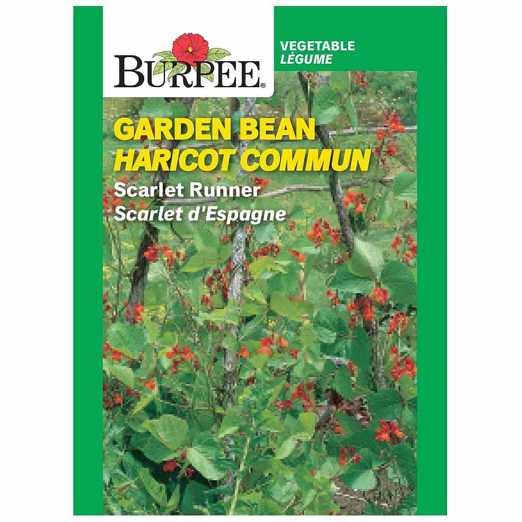 BURPEE GARDEN BEAN - SCARLET RUNNER