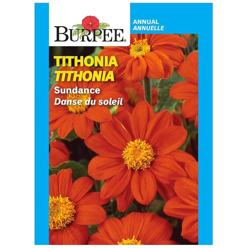 BURPEE TITHONIA