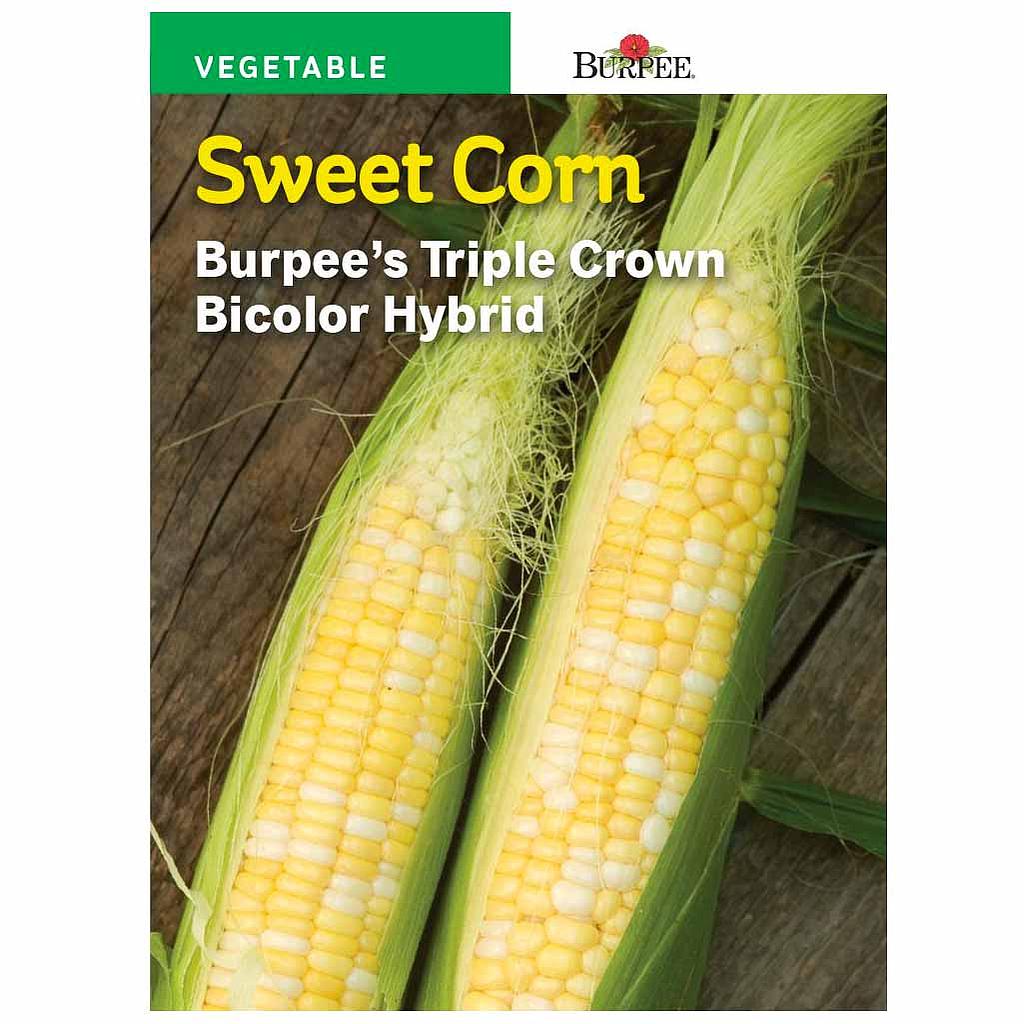 BURPEE SWEET CORN - BICOLOUR HYBRID