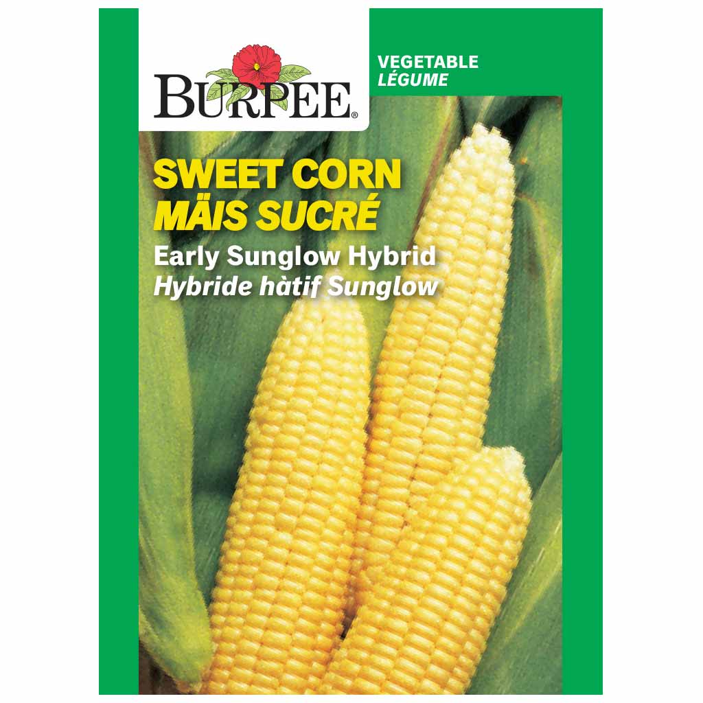 BURPEE SWEET CORN - EARLY SUNGLOW HYBRID