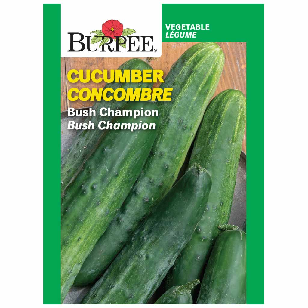 BURPEE CUCUMBER - BUSH CHAMPION