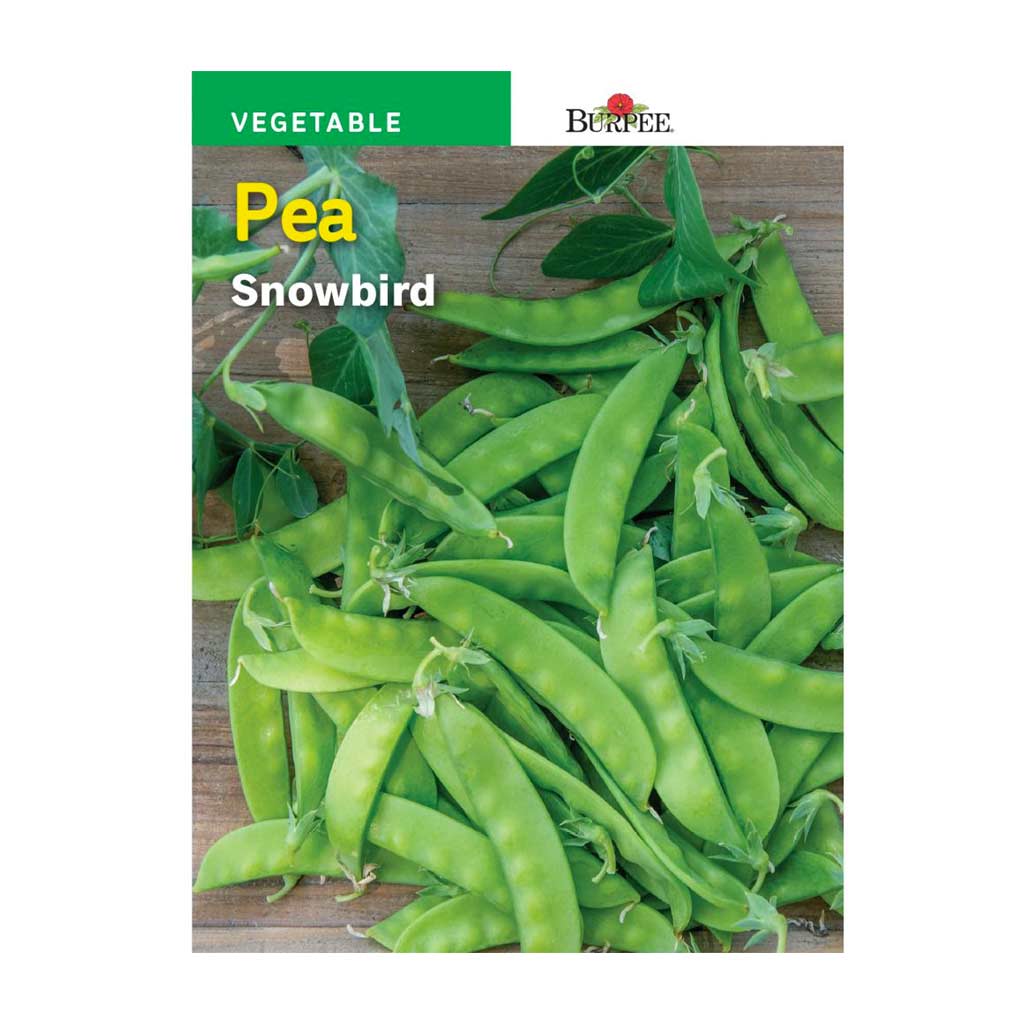 BURPEE PEA - SNOWBIRD