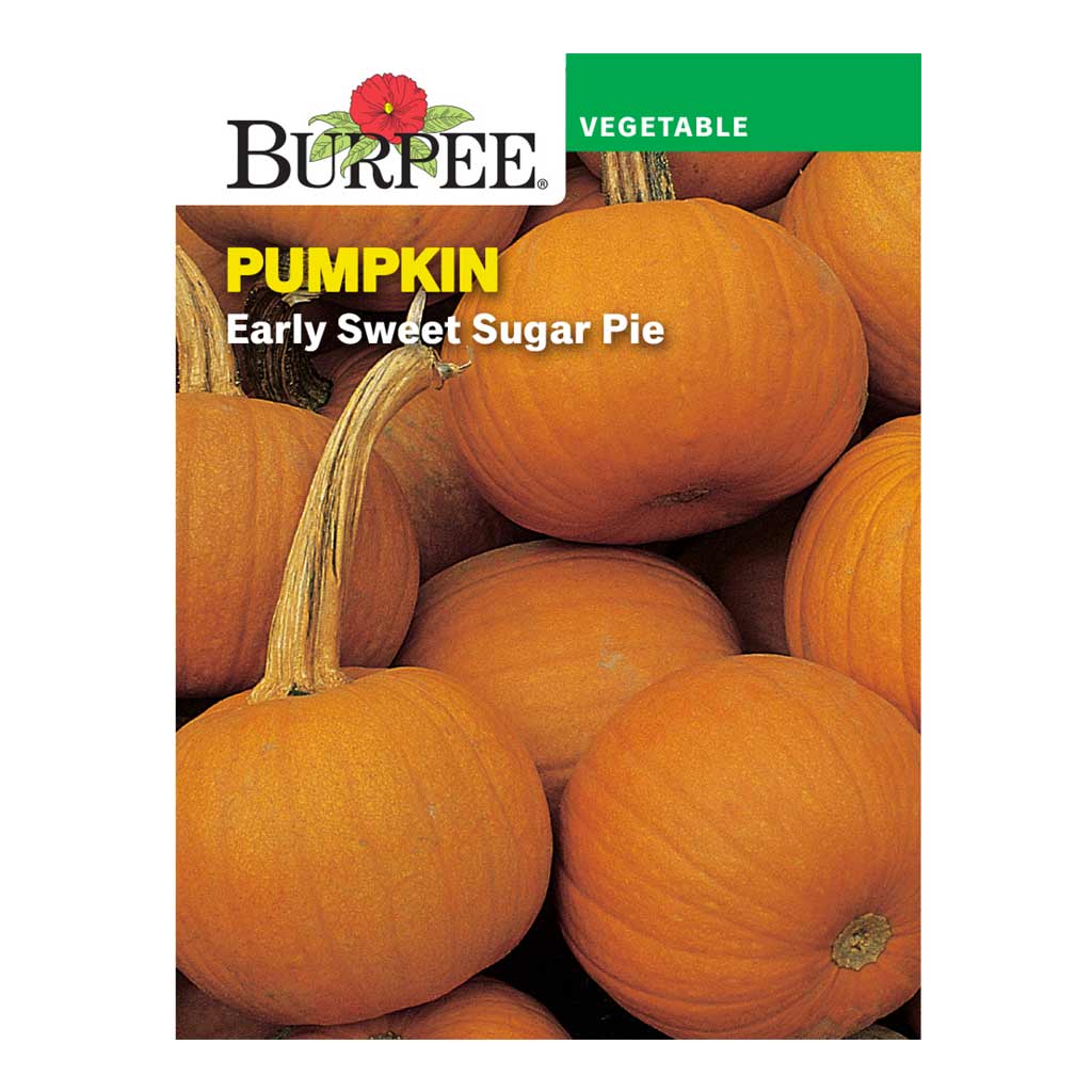 BURPEE PUMPKIN - EARLY SWEET SUGAR PIE