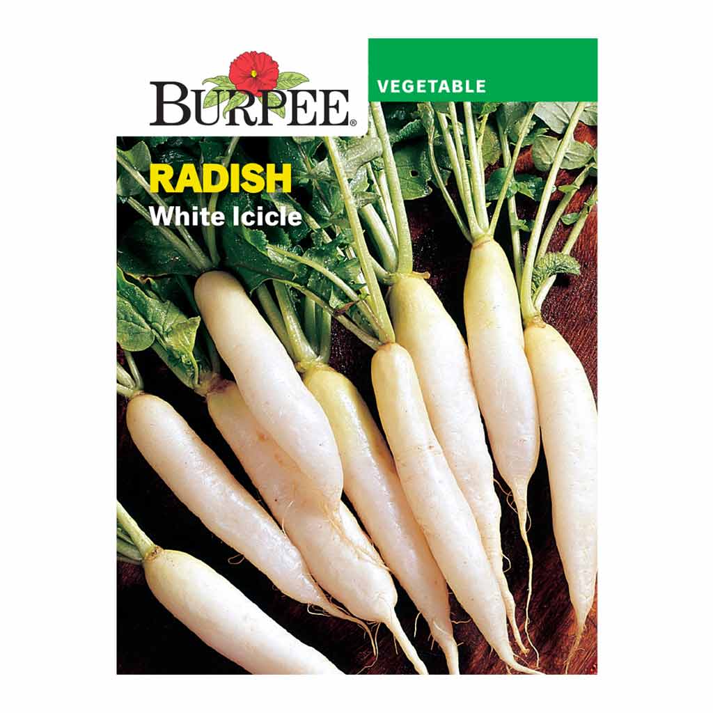 BURPEE RADISH - WHITE ICICLE