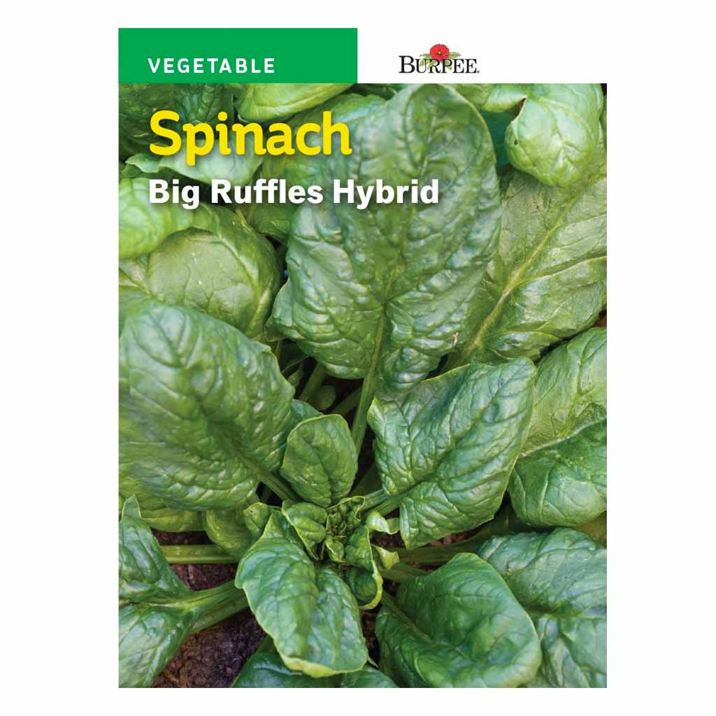 BURPEE SPINACH - BIG RUFFLES HYBRID