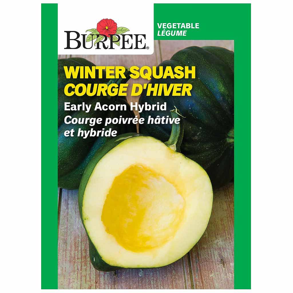 BURPEE WINTER SQUASH - EALY ACORN HYBRID