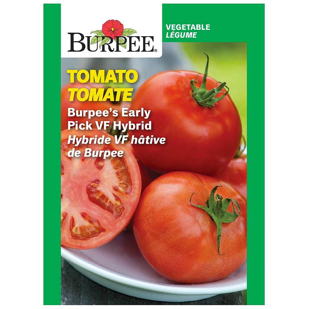 BURPEE TOMATO - EARLY PICK VF HYBRID