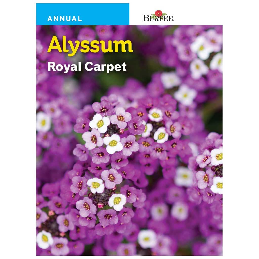 BURPEE ALYSSUM - ROYAL CARPET