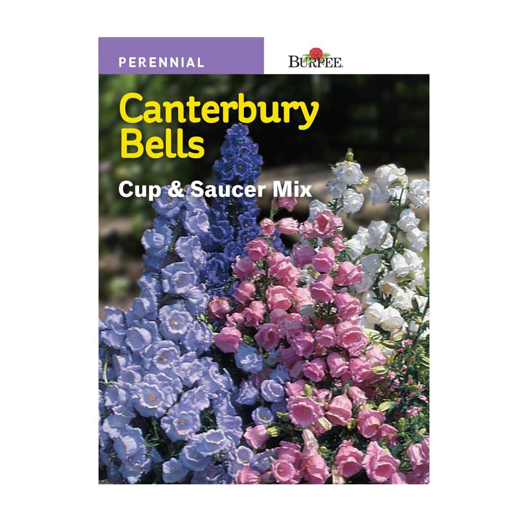 BURPEE CANTERBURY BELLS