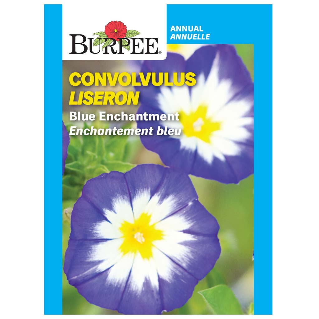 BURPEE CONVOLVULUS