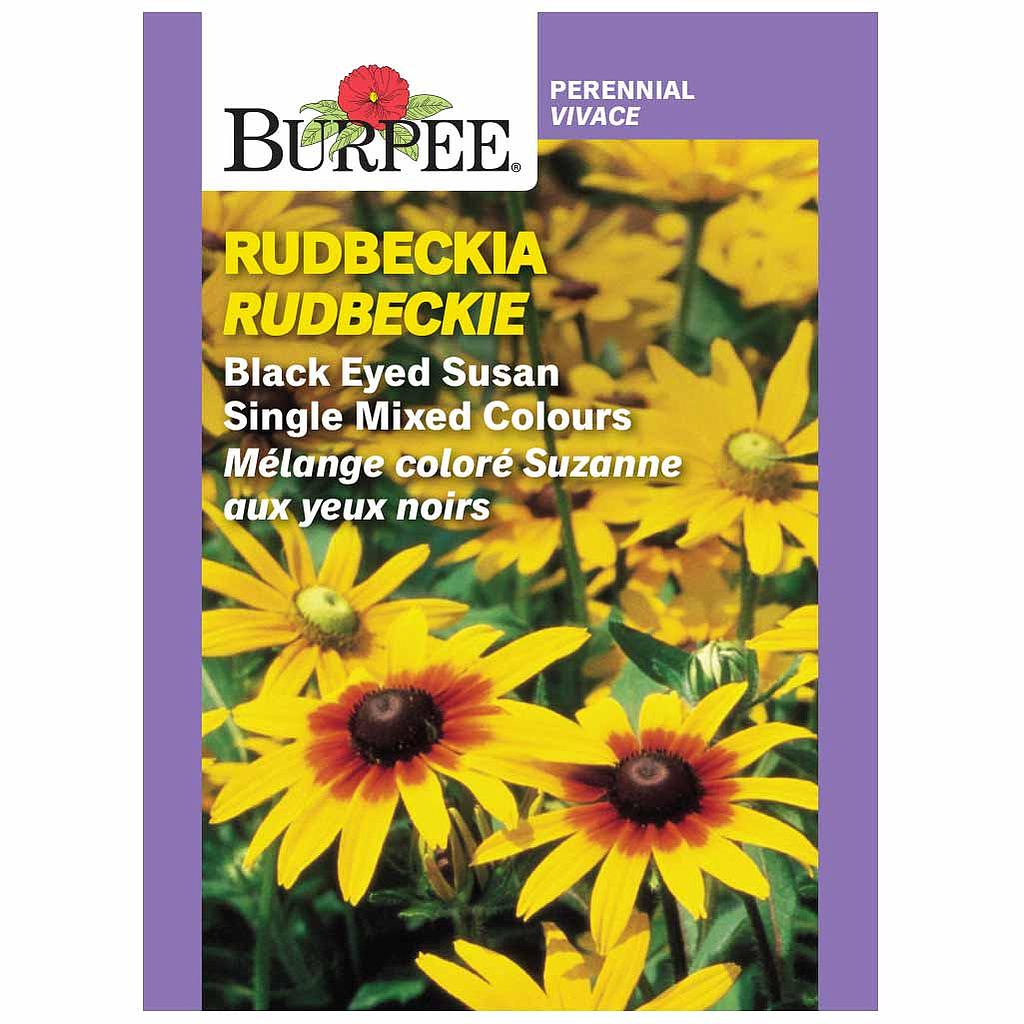 BURPEE RUDBECKIA- BLACK EYED SUSAN