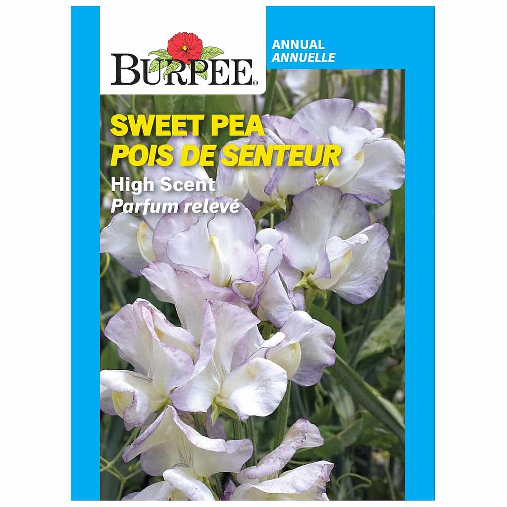 BURPEE SWEET PEA - HIGH SCENT 