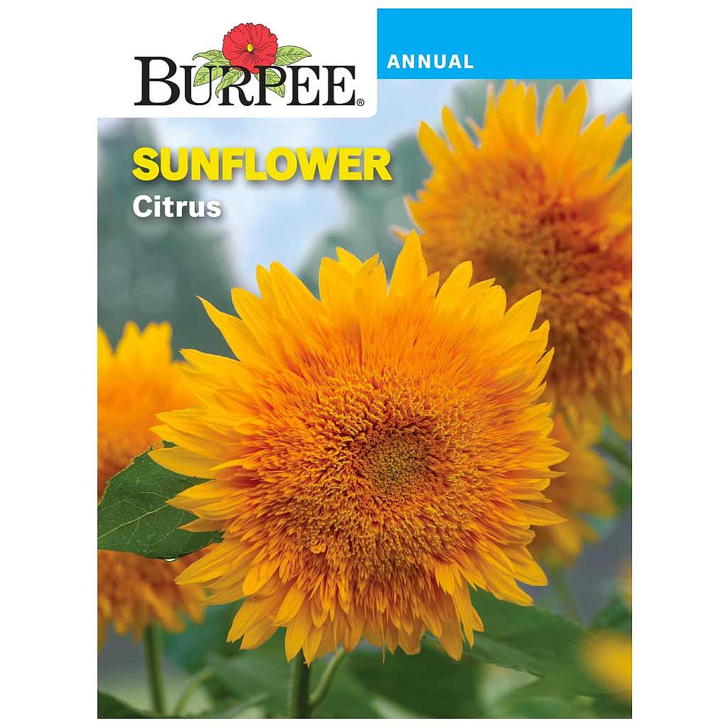 BURPEE SUNFLOWER - CITRUS