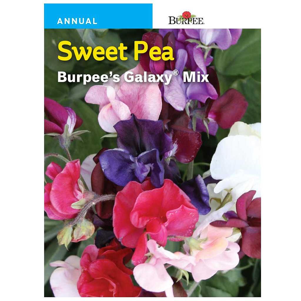 BURPEE SWEET PEA - BURPEE'S GALAXY MIXED COLOURS