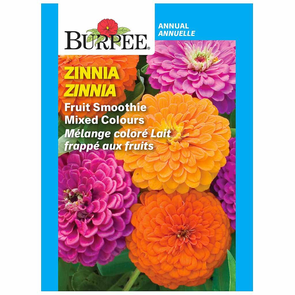 BURPEE ZINNIA - FRUIT SMOOTHIE MIXED COLOURS