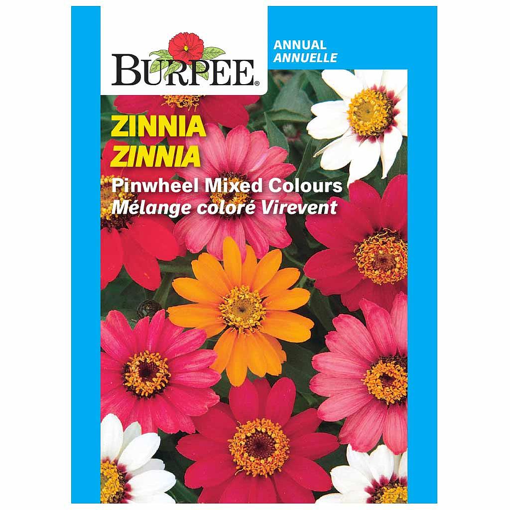 BURPEE ZINNIA - PINWHEEL MIXED COLOURS