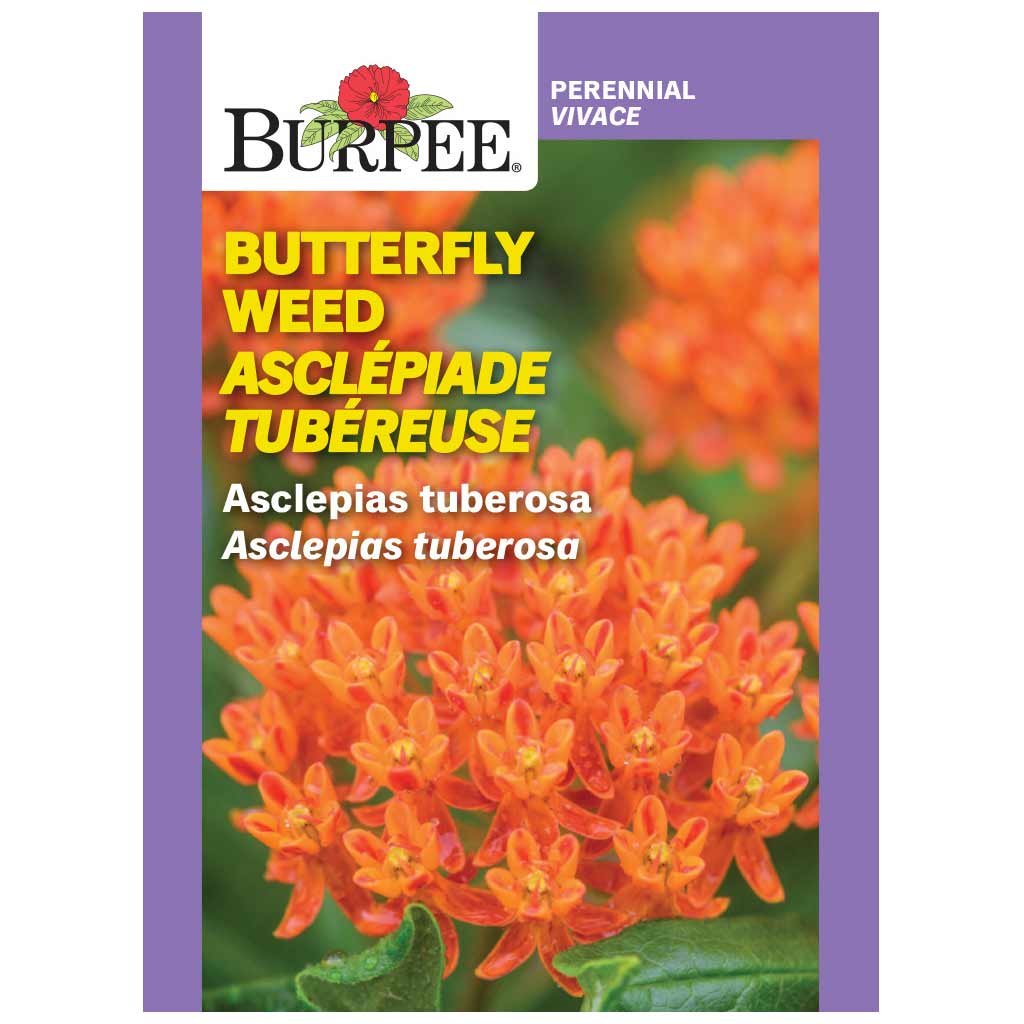 BURPEE ASCLEPIAS