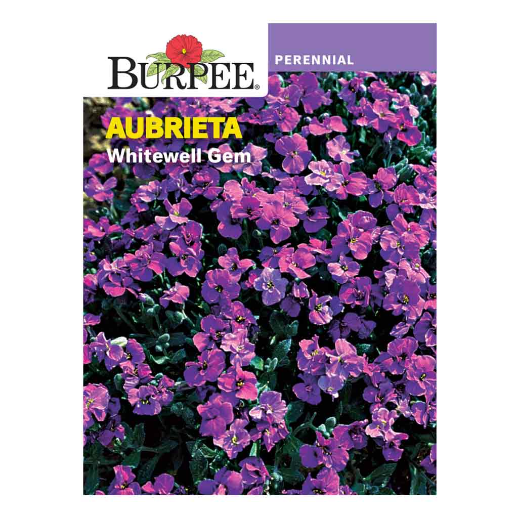 BURPEE AUBRIETA